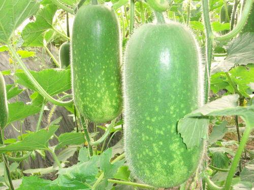 辽源吃瓜爆料视频大全集,视频大全集精彩回顾